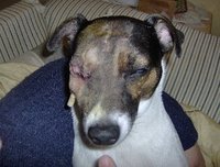 Front View of Jester's Face