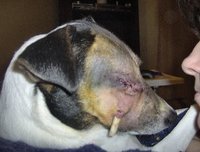 Full-On Picture of the Removed Eye
