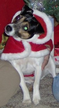 Jester at Christmas
